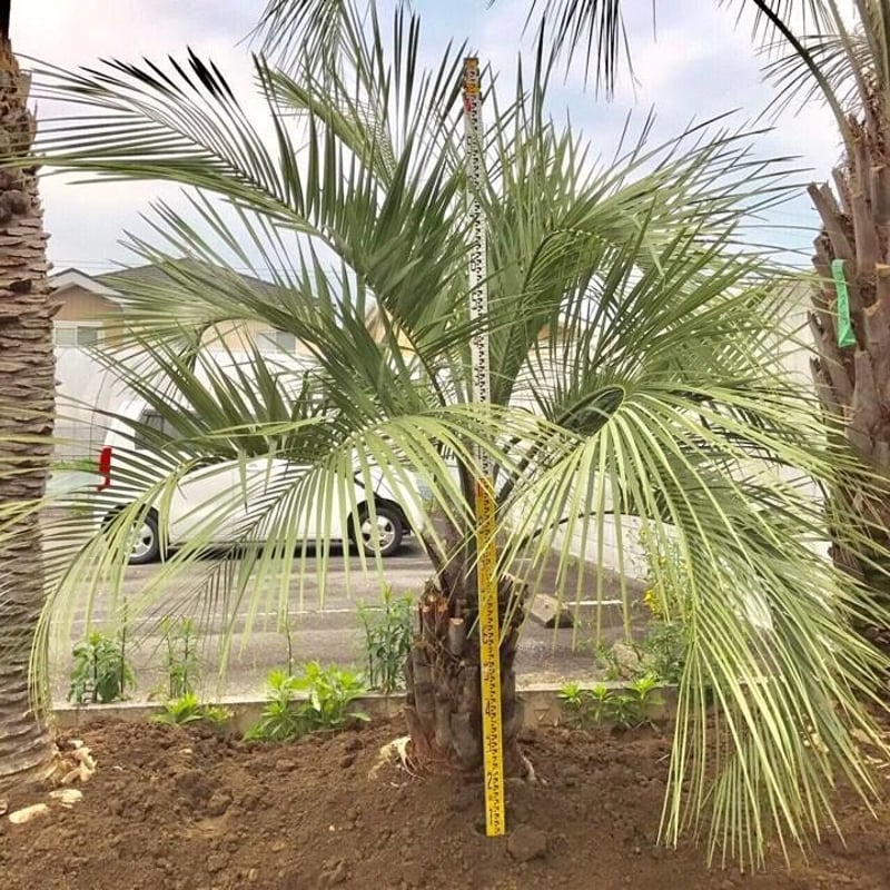 ココスヤシ No.4