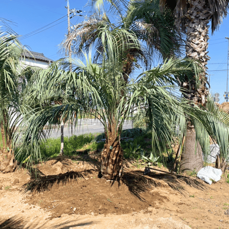 ココスヤシ3m 特大 全長3M ココスヤシ シルバーリーフ 幹太 形状良 庭木 引取