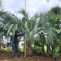 ココスヤシ ※曲がり 幹高：2.0m【CP-027】 | designer's garden
