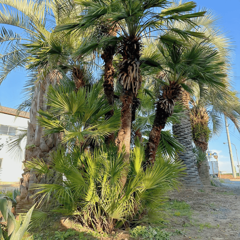 チャメロプス チャメロップス 大型 引き取り限定 【公式通販】