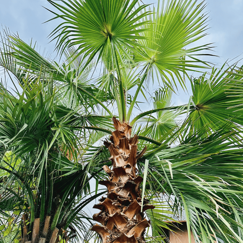 ワシントンヤシ 130cm