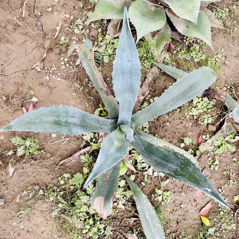 アガベ 大型　親株　アオノリュウゼツラン　抜き苗　約100cm シンボルプランツ アガベ 大型 親株 アオノリュウゼツラン 抜き苗 約85cm シンボル