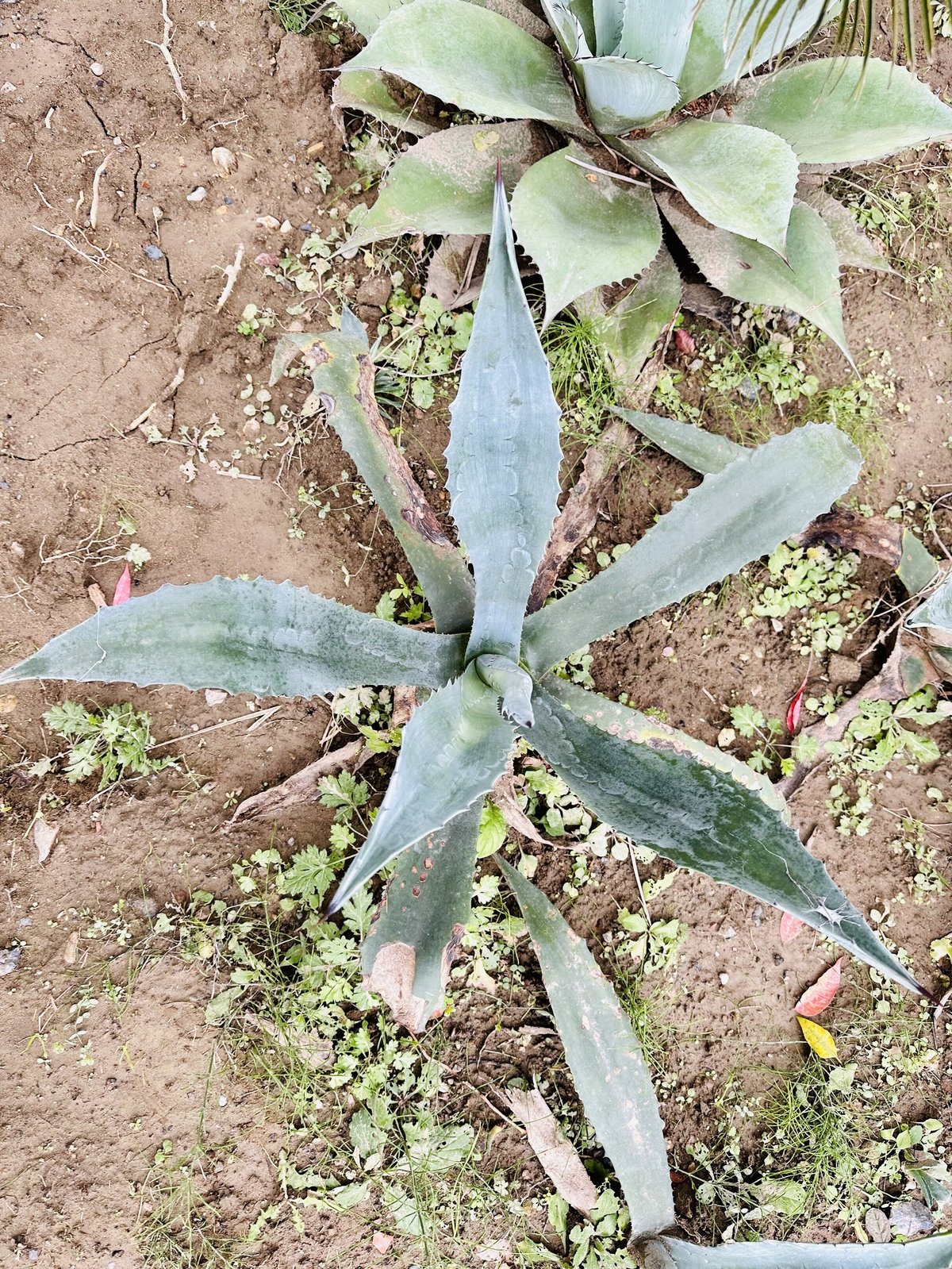 アガベ アメリカーナ 観葉植物 幼かっ 温室育成 アオノ アガベ アメリカーナ 観葉植物 幼かっ 温室育成 アオノ