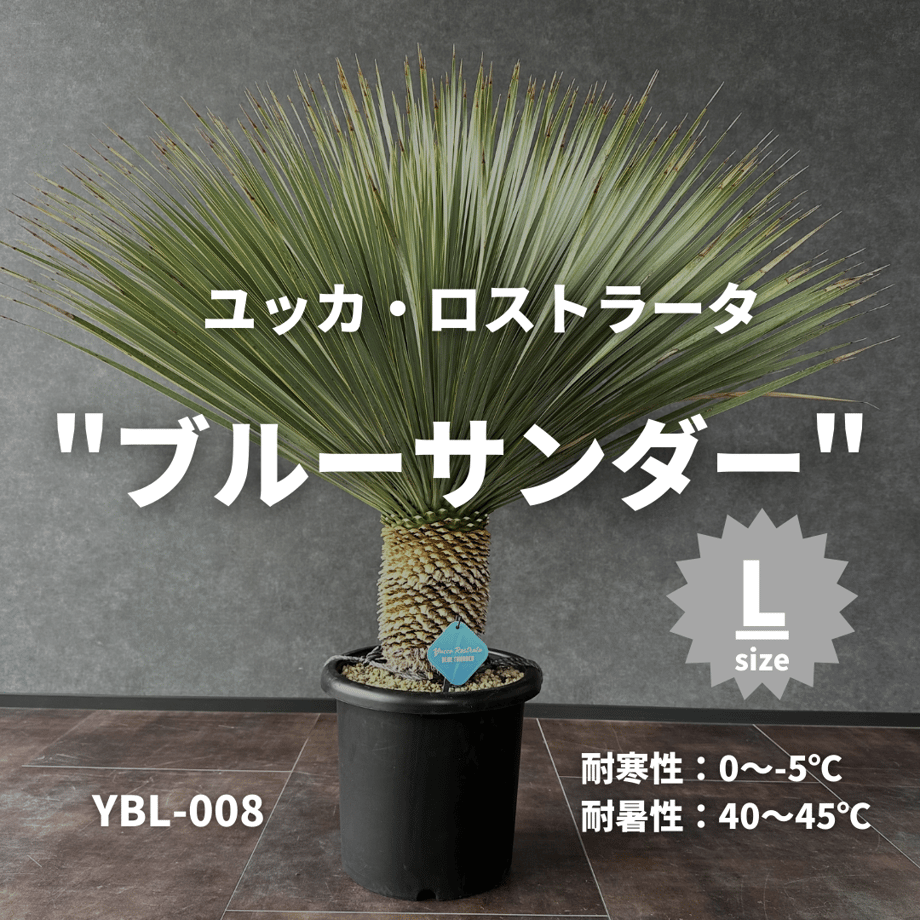 651277d14dcf6e0038fffb4a