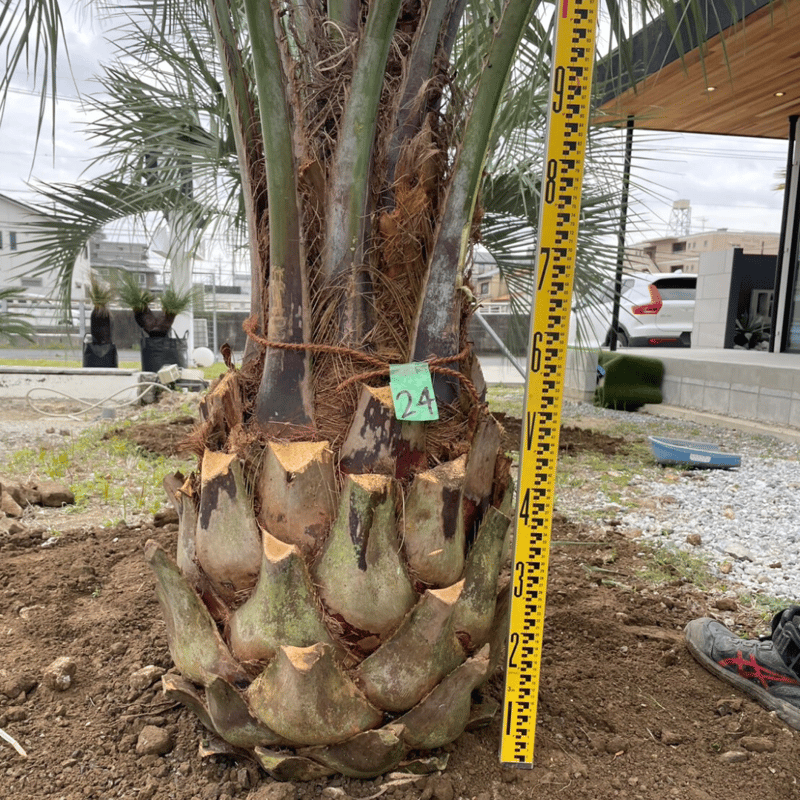 ココスヤシ 幹高:1.2m【CP25-24】 | designer's garden ラウレア
