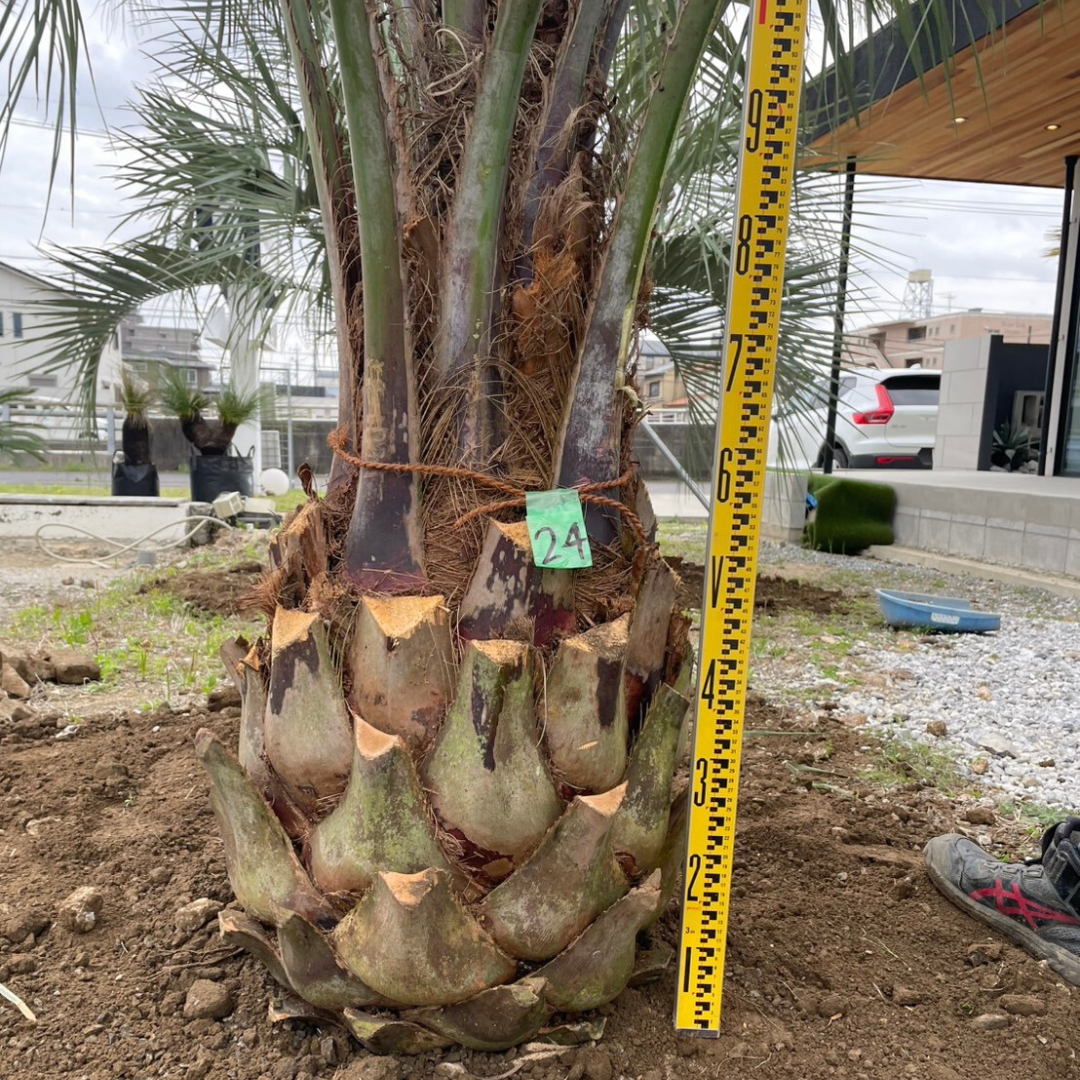 ココスヤシ 幹高:1.2m【CP25-24】 | designer's garden ラウレア