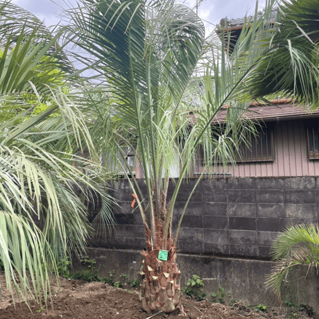 CATEGORY ココスヤシ | Designer's garden ラウレア CATEGORY ココスヤシ | Designer's garden ラウレア