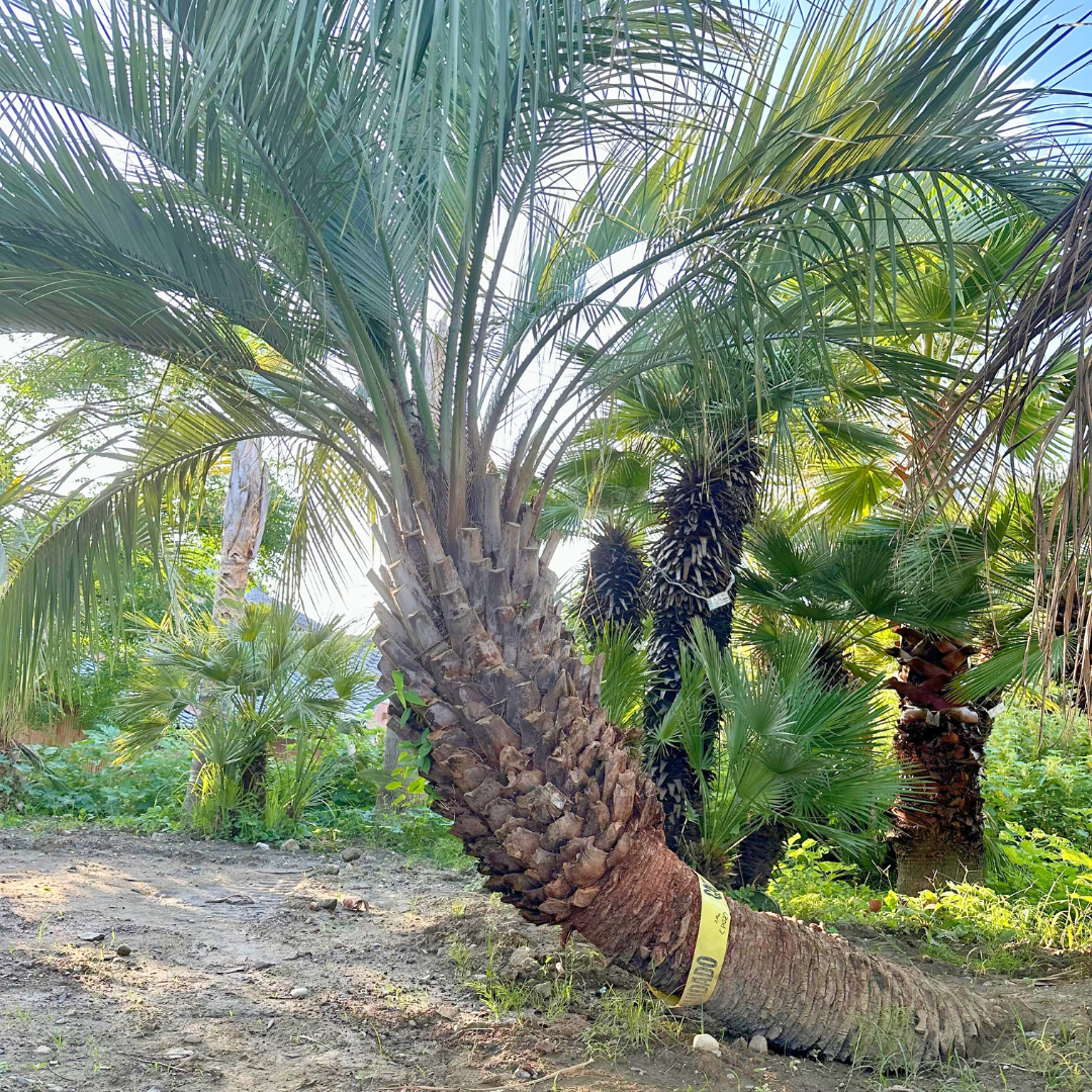 ココスヤシ ※曲がり 幹高：2.0m【CP-027】 | designer's garden