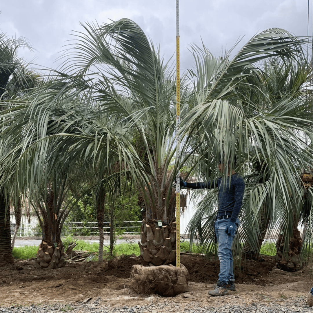 ココスヤシ 幹高:1.2m【CP25-14】 | designer's garden ラウレア
