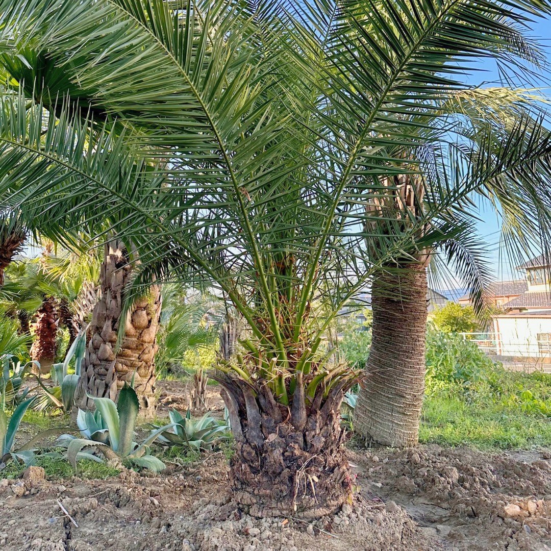 Lush_Green様　カナリーヤシ 約:150cm【フェニックス】244556 Lush_Green様 カナリーヤシ 約:150cm【フェニックス】244556