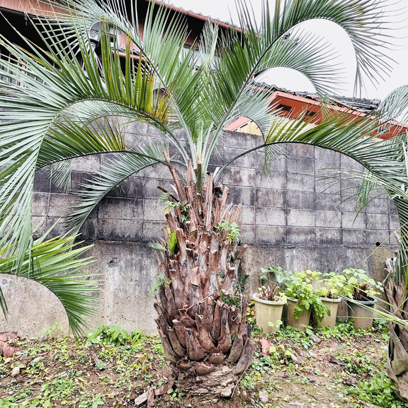 ココスヤシ 幹高:約2m