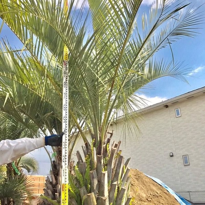 ココスヤシ No9 【公式通販】