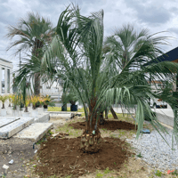 ココスヤシ ※曲がり 幹高：2.0m【CP-027】 | designer's garden