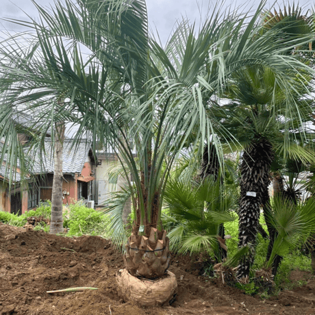 ココスヤシ　5m前後 極太幹】3m40cm ココスヤシ - メルカリ