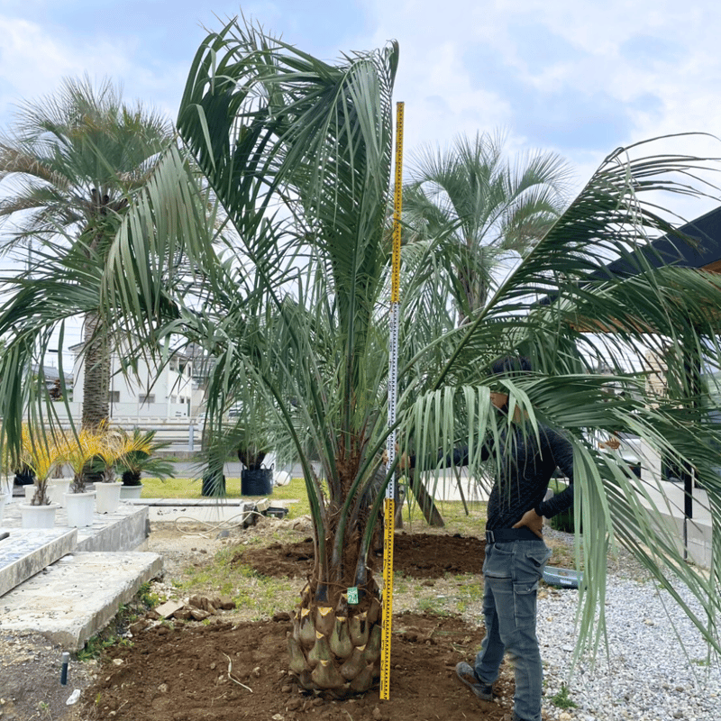 ココスヤシ　斑入り　激レア❗ 斑入りココスヤシ | 気ままなガレージライフ