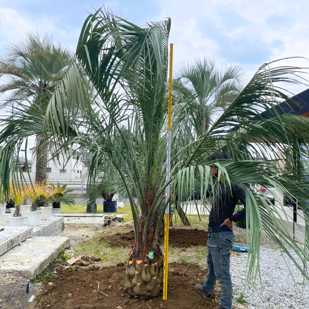 ココスヤシ 幹高:1.2m【CP25-24】 | designer's garden ラウレア