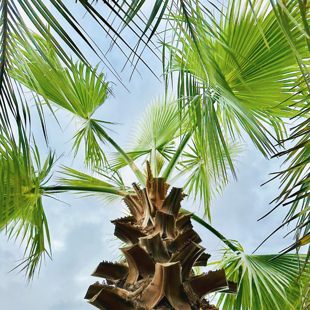 サンプル/ワシントンヤシ☆幹高1m=5.5万/2枚目=1.5m☆大小様々来園選択