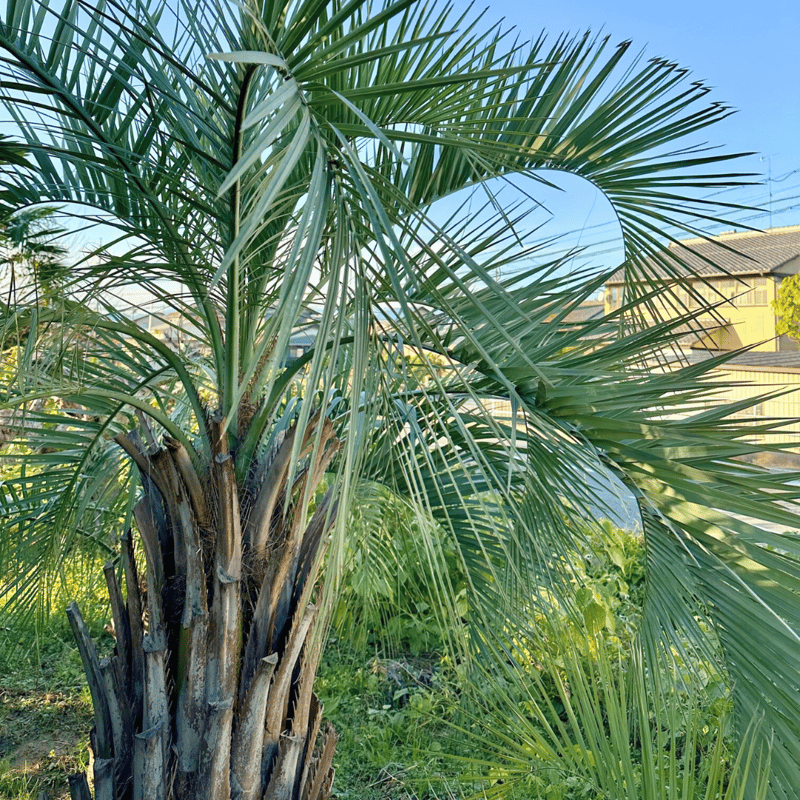 送料込み　ココスヤシ 　幹太　形状良 シルバーリーフ　庭木　現品 送料込み ココスヤシ 形状良 幹太 シルバーリーフ 庭木 庭 現品