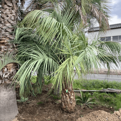 CATEGORY ココスヤシ | Designer's garden ラウレア CATEGORY ココスヤシ | Designer's garden ラウレア