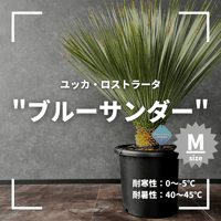 現品/発根済】ユッカ ロストラータ『ブルーサンダー』 