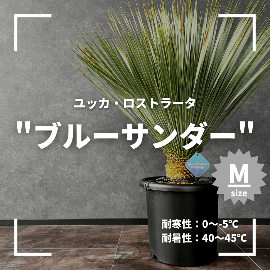 648e56f86ebf64002df3556a