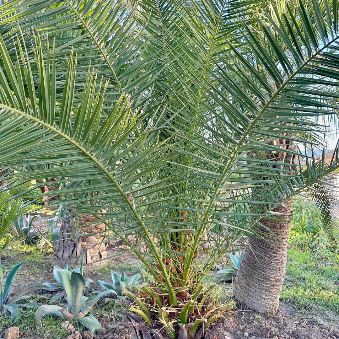 Lush_Green様　カナリーヤシ 約:150cm【フェニックス】244556 Lush_Green様 カナリーヤシ 約:150cm【フェニックス】244556