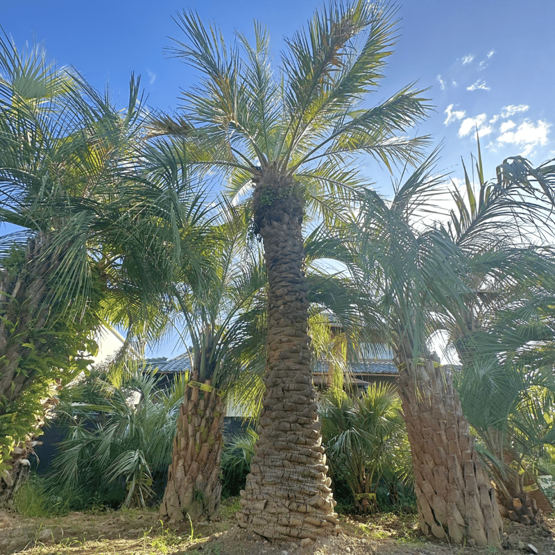 SALE!！☆ココスヤシ☆