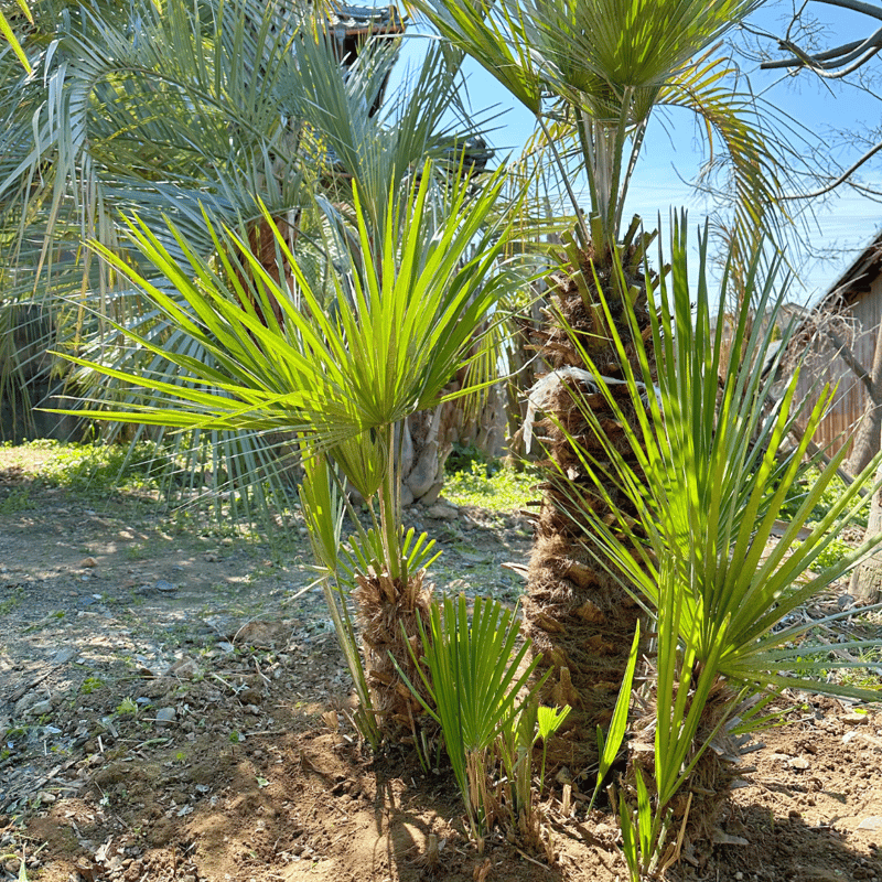 チャメロプス チャメロップス 大型 引き取り限定 【公式通販】