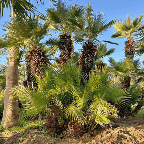 チャメロプス　送料込み 楽天市場】【現品・現物】【耐寒性ヤシ 椰子】チャメロプス