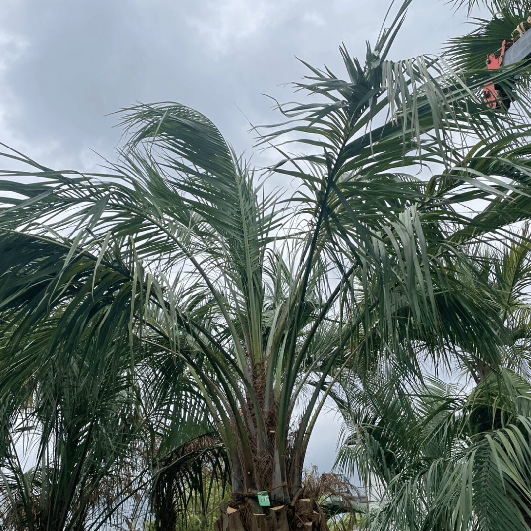 ココスヤシ 幹高:1.2m【CP25-14】 | designer's garden ラウレア