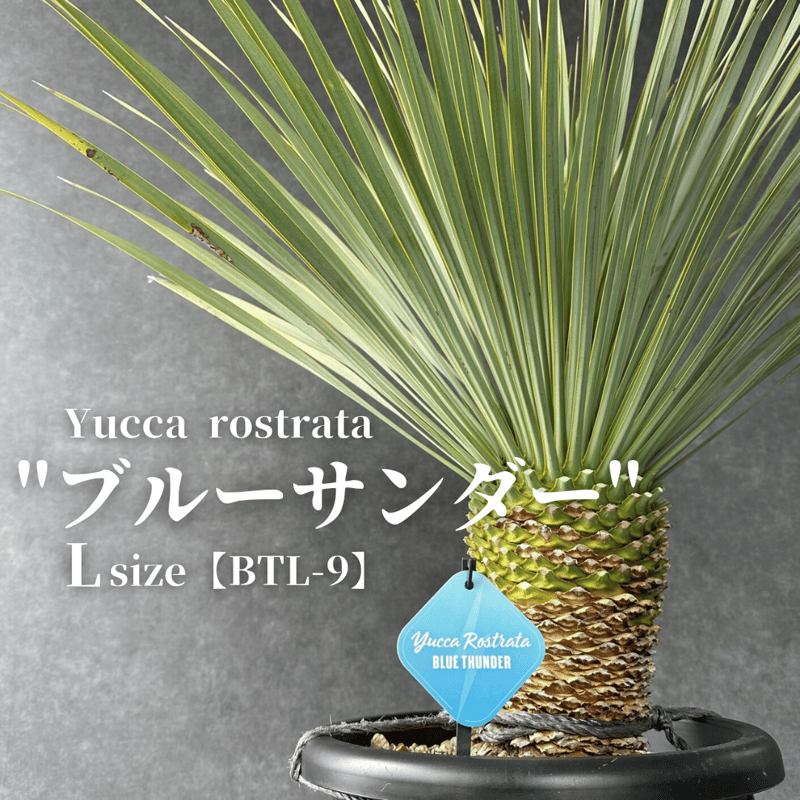 現品/発根済】ユッカ ロストラータ『ブルーサンダー』 現品/発根済】ユッカ ロストラータ『ブルーサンダー』