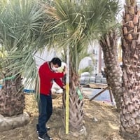 オニサバルヤシ 幹高:1.6m【OS-001】 | Designer's garden ラウレ オニサバルヤシ 幹高:1.6m【OS-001】 | Designer's garden ラウレ
