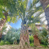 ココスヤシ 幹高:1.2m【CP25-24】 | designer's garden ラウレア