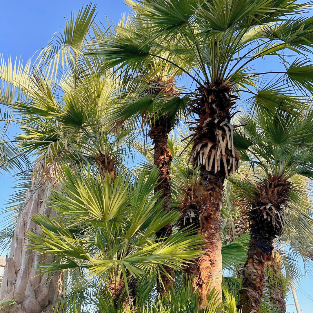 チャメロップス チャメロップス(チャメロプス)ヤシ