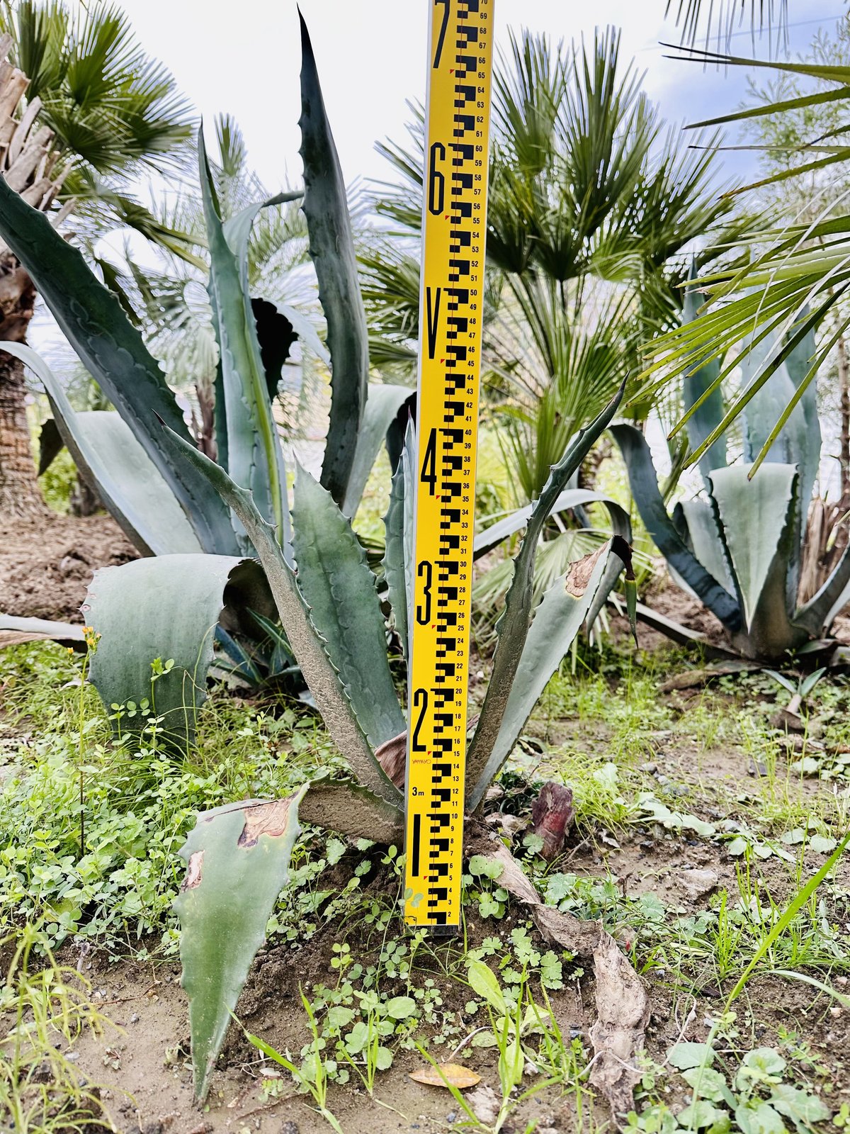 Agave Americana ◇アガベ・アメリカーナ アオノリュウゼツラン 青の 