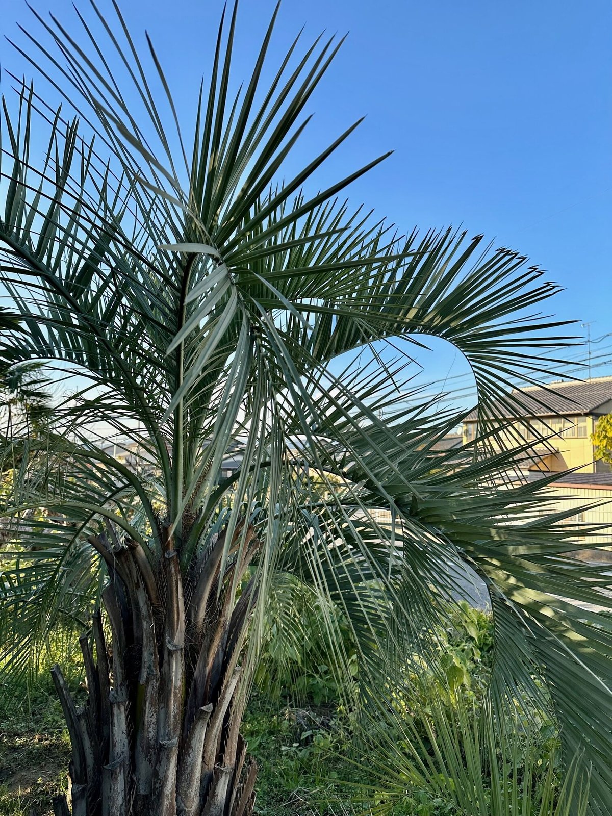 フェニックス ロベレニー＊観葉植物ヤシの木椰子 - その他