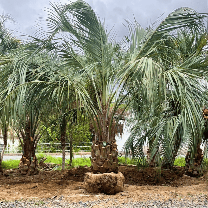 ココスヤシ 幹高:1.2m【CP25-14】 | designer's garden ラウレア
