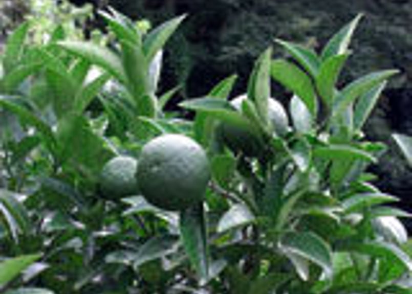 ゆずきさん専用 MC 国産あおさとゆずの和風ドレッシング 950ml | 商品情報