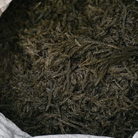 Essential Oil : Oguni Sugi