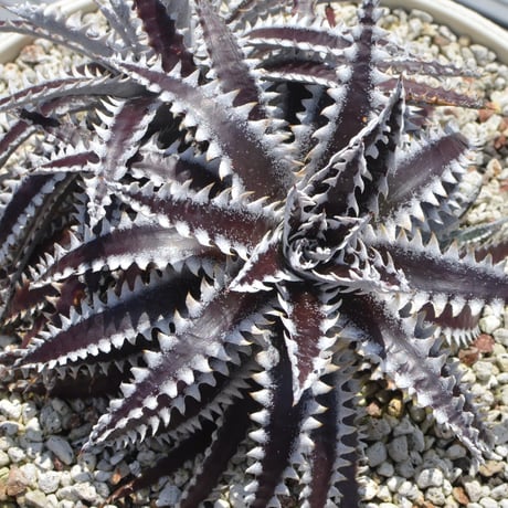 dyckia | STORES dyckia | STORES