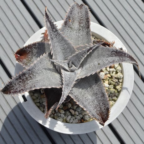 dyckia | STORES