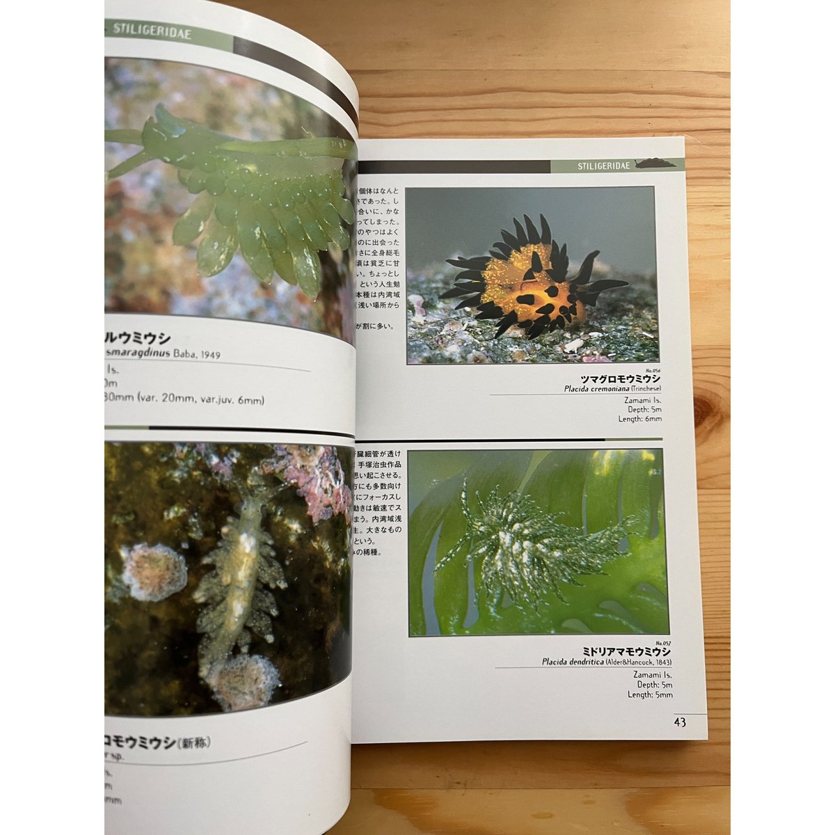 ウミウシガイドブック―沖縄・慶良間諸島の海から 小野篤史 TBS