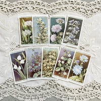 antique flower card No.31-40