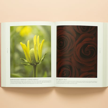 【 A BLOOM A DAY 】Ron van Dongen サイン本　ビンテージ