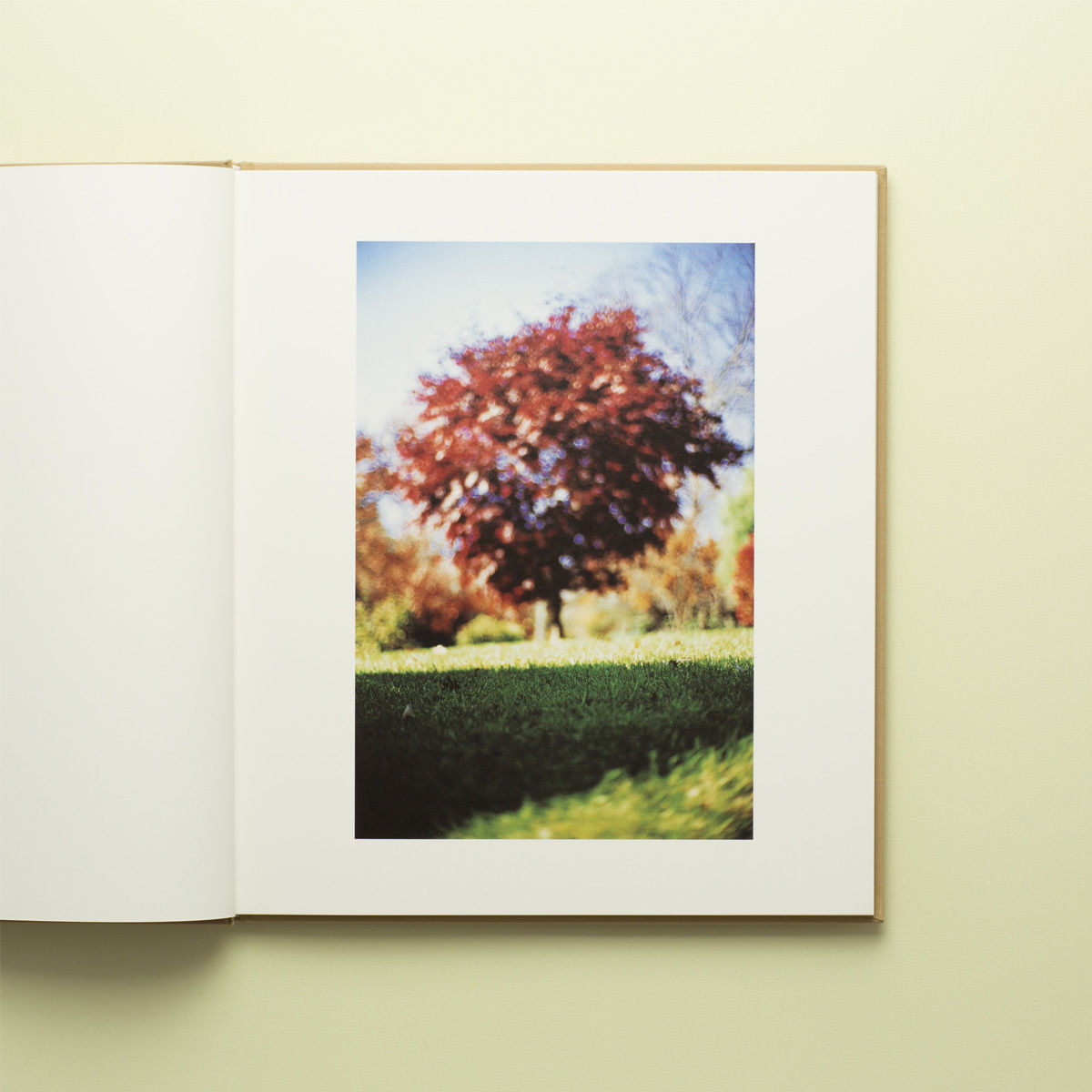 Between Maple and Chestnut 】Terri Weifenbach