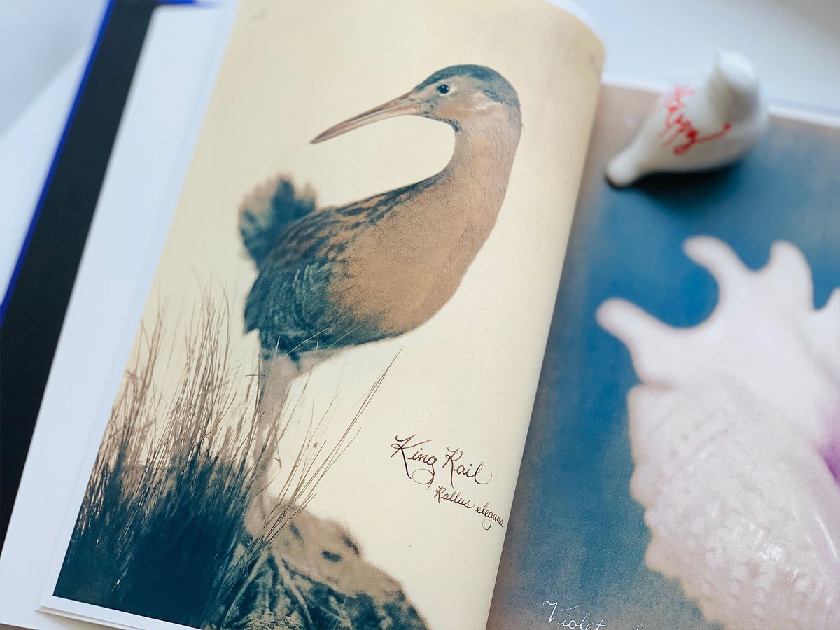 Pictorial Zoology 】Laszlo Layton | RAM Online