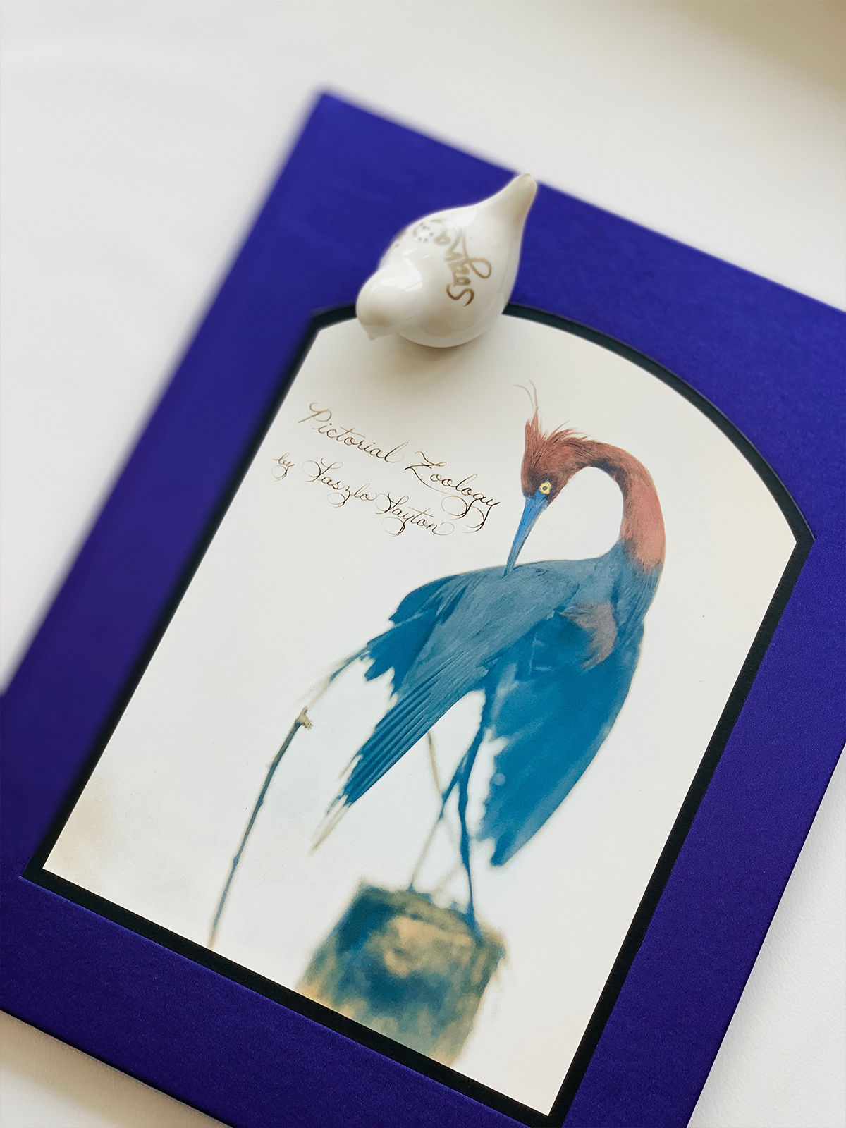 Pictorial Zoology 】Laszlo Layton | RAM Online