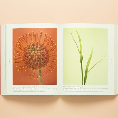 【 A BLOOM A DAY 】Ron van Dongen サイン本　ビンテージ