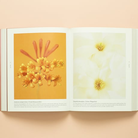 【 A BLOOM A DAY 】Ron van Dongen サイン本　ビンテージ