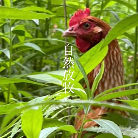 自然放牧で育った親鳥のひき肉でつくる鶏団子参鶏湯キット